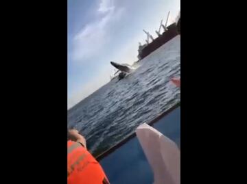Ballena salta fuera del agua y cae sobre yate; deja 4 heridos en Sinaloa