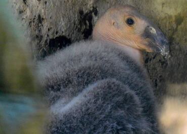 Zoológico de Chapultepec tiene nuevo inquilino: nace cría de cóndor de California