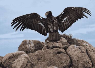 Cóndor de California: México devuelve a los cielos al gigante de Norteamérica