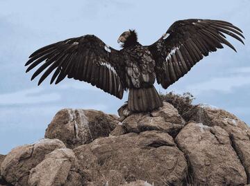 Cóndor de California: México devuelve a los cielos al gigante de Norteamérica