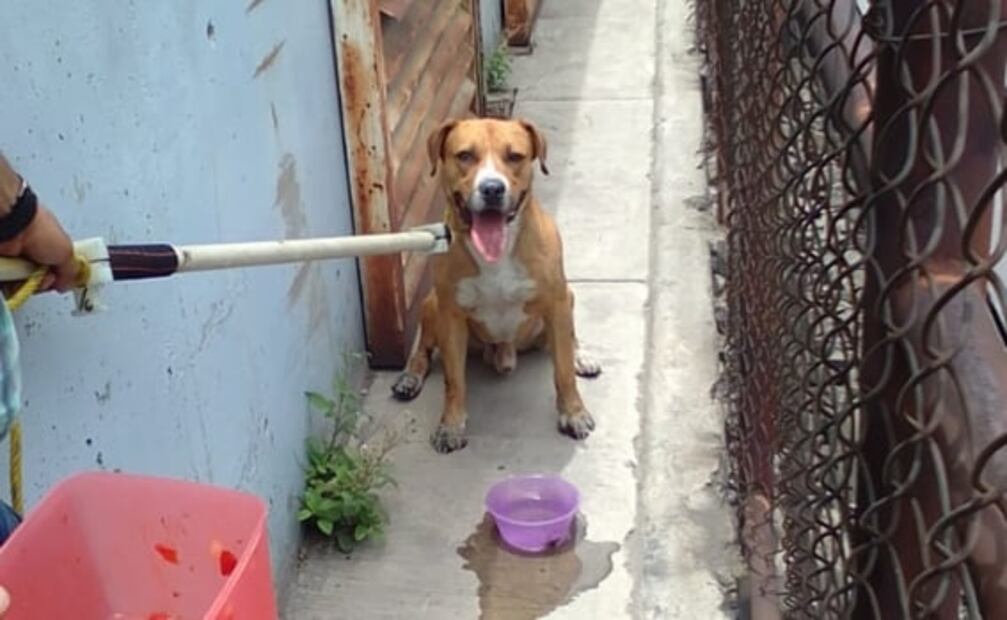 Rescatan a Teco, perrito localizado en talleres del Metro en Ciudad Azteca