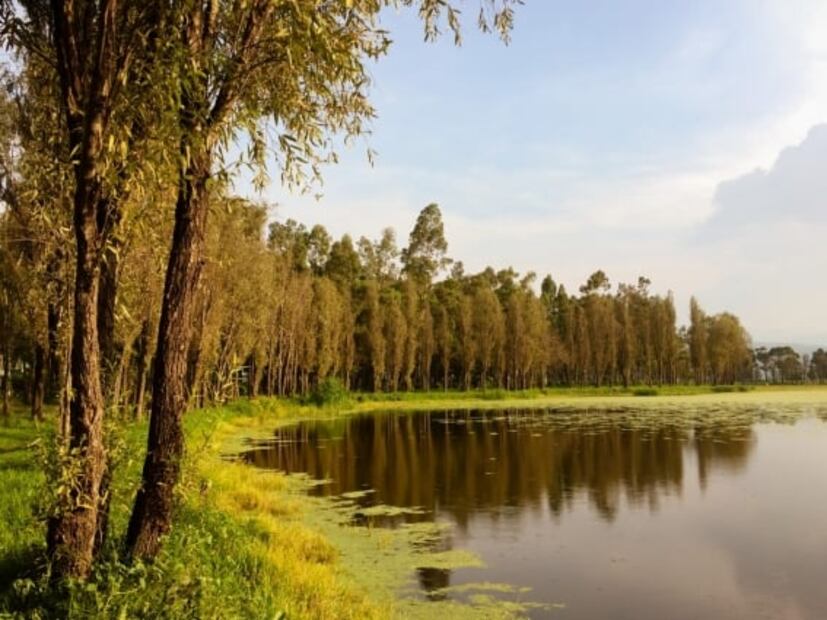 Ahuejotes, los viejos guardianes de las chinampas