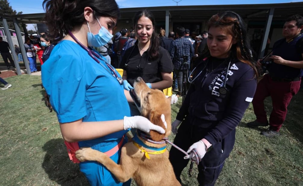 Clara Brugada encabeza el recorrido en el deportivo Hermanos Galeana en el espacio alterno para los caninos que fueron rescatados en el Refugio Franciscano.
Foto: Luis Camacho | El Universal