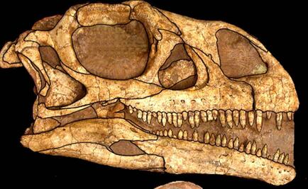 Hallan células de dinosaurios en fósiles