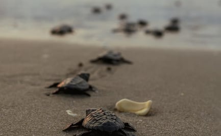 Tamaulipas registra nuevo récord histórico en anidación y liberación de crías de tortuga lora