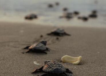 Tamaulipas registra nuevo récord histórico en anidación y liberación de crías de tortuga lora
