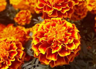 No sólo de ornato, estos son los efectos medicinales del Cempasuchil