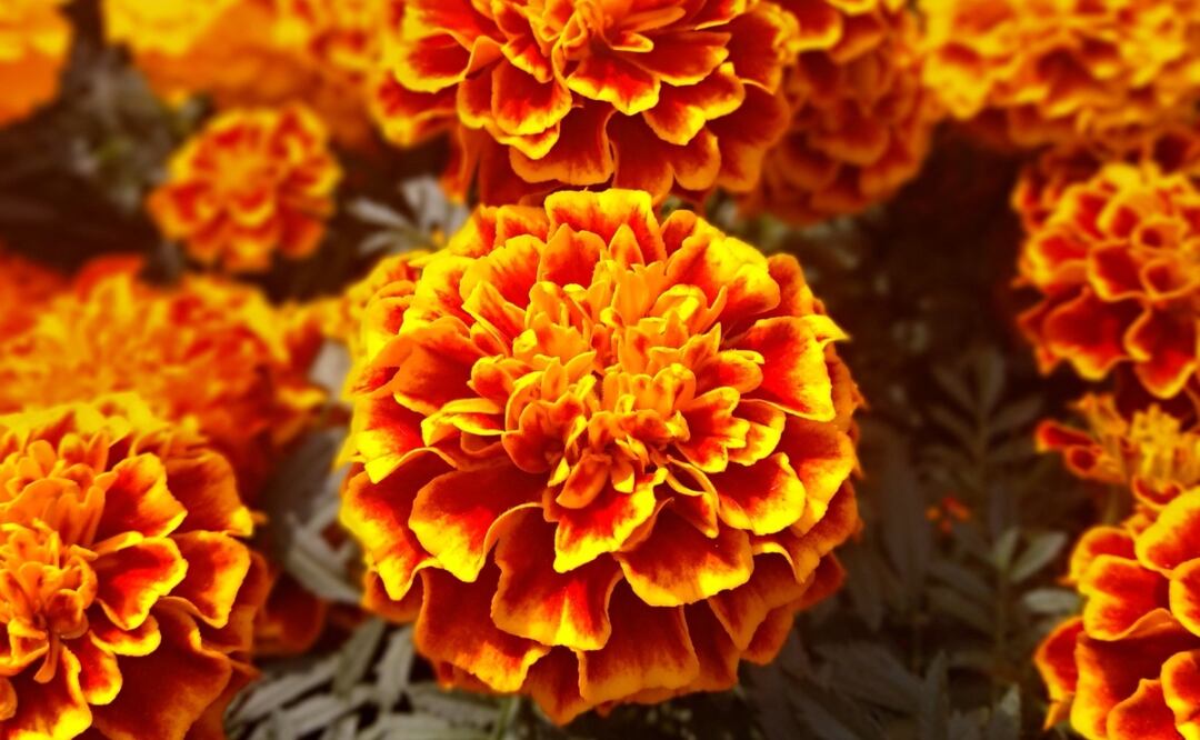 Foto: MarcoPoloMx / Pixabay