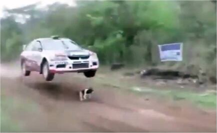 Viral. Perro se salva de ser atropellado en el Rally