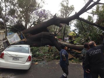 Fuertes vientos derriban 8 árboles en CDMX