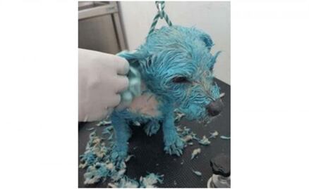 La tortura de la perrita "Muñeca", lo más viral de la semana