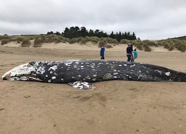 Suman 13 ballenas muertas desde marzo en costas de San Francisco