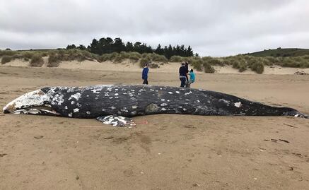Suman 13 ballenas muertas desde marzo en costas de San Francisco
