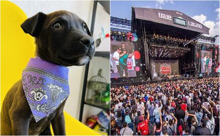 Usuaria deja "plantada" a perrita el día de su adopción por irse al Vive Latino 2023