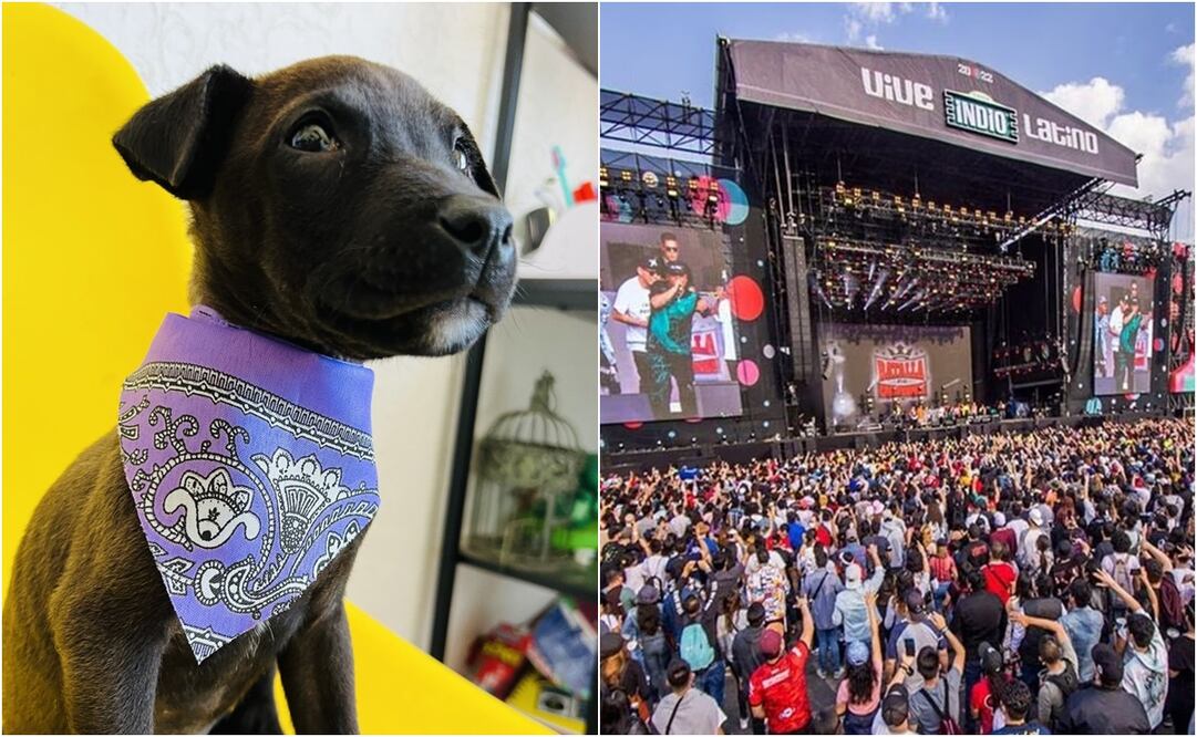 Mora fue encontrada el pasado 17 de marzo por Pavel, quien la vacunó y la desparasitó. Foto: Twitter. @PaveloRockstar