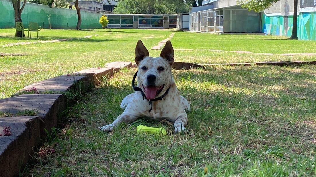 Perritos recibirán donaciones en el Croquetón 2023. FOTO: Especial/ EL UNIVERSAL/