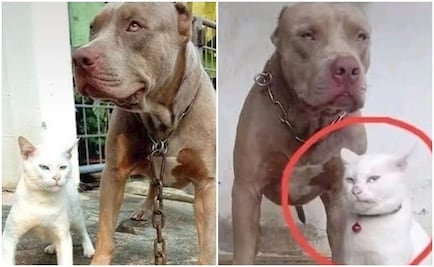 Gatito criado por perros pitbull impacta las redes por su "problemas de personalidad"