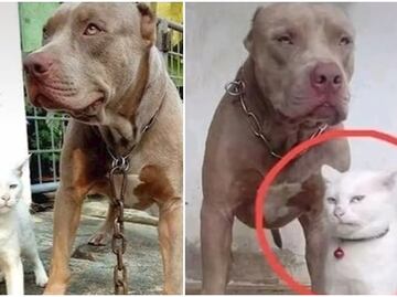 Gatito criado por perros pitbull impacta las redes por su "problemas de personalidad"
