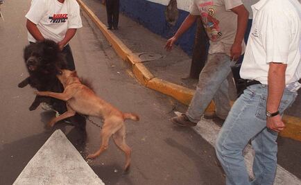 Mañana entra en vigor el castigo a las peleas de perros