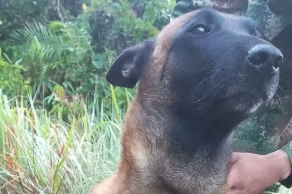 Óliver fue atacado por un animal en las selvas del Guaviare y lograron rescatarlo con vida (Foto: Twitter @COL_EJERCITO)