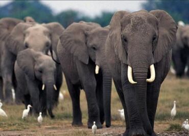 Los elefantes se vuelven noctámbulos para escapar a los cazadores furtivos