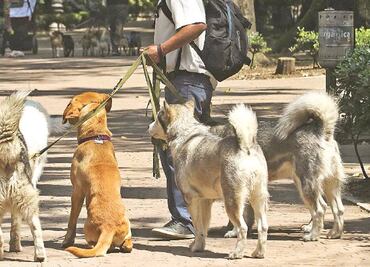 Piden indagar muerte masiva de perros