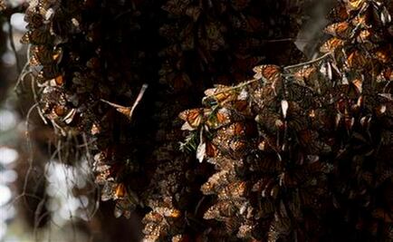 Mexico documents big rebound in Monarch butterflies 