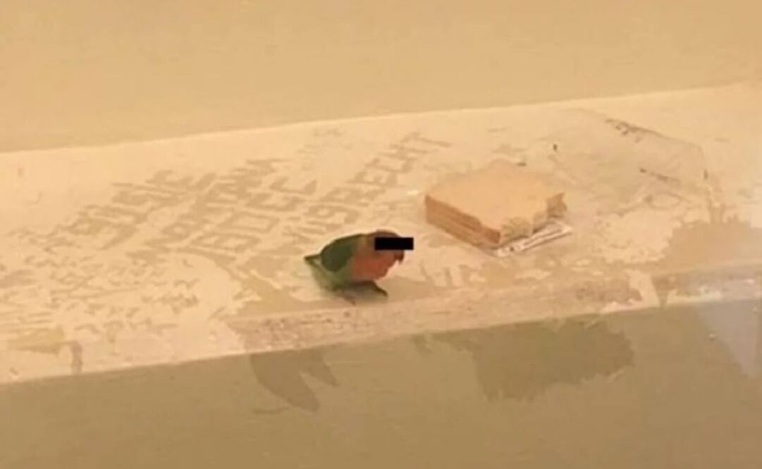 La televisión holandesa cubrió los ojos del animal con una barra negra como se hace para proteger la identidad de cualquier detenido (Foto: Instagram)