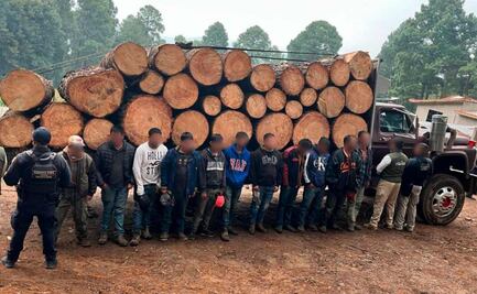 Detienen a 10 hombres por tala ilegal en Reserva de la Mariposa Monarca en Michoacán; no acreditaron legal procedencia