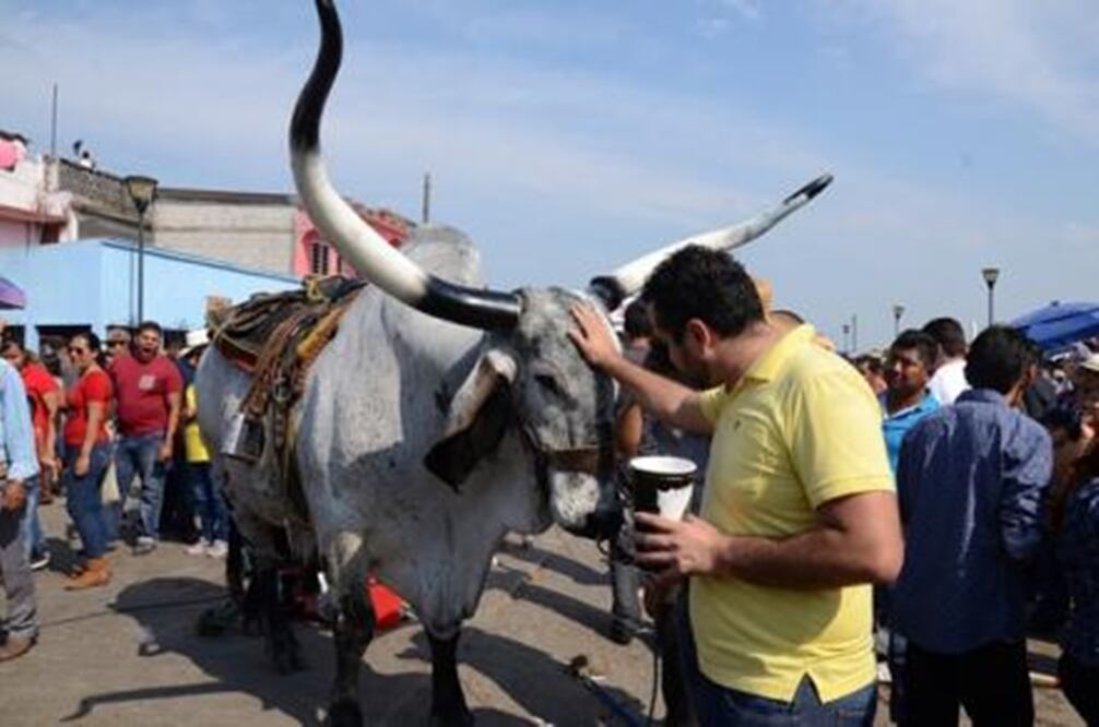 El embalse de toros, que se incluye en las fiestas de la Candelaria en Tlacotalpan, consiste en pasar a los animales por el río (Foto: Patricia Morales / Archivo EL UNIVERSAL)