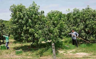 Uso de plaguicida desata daño ambiental en el Istmo
