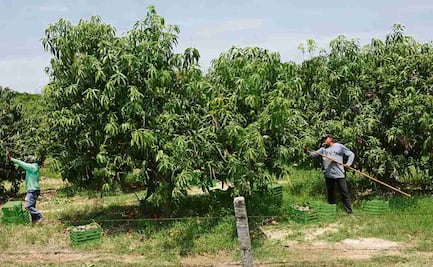 Uso de plaguicida desata daño ambiental en el Istmo