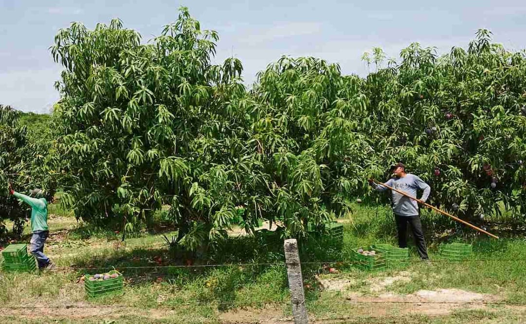 Desde febrero, el gobierno de Oaxaca emprendió un programa de fumigación de mosca de la fruta en 40 mil hectáreas de mango. Foto: Edwin Hernández / EL UNIVERSAL