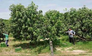 Uso de plaguicida desata daño ambiental en el Istmo