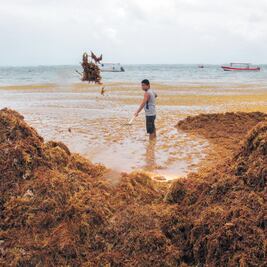 Sargazo, amenaza que no atienden