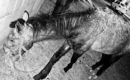 VIDEO Rescatan a caballo que utilizaban para recolectar basura; le pateaban la cabeza cuando caía de hambre