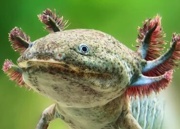 La Noche del Axólotl, en CDMX, celebra el Día de Muertos al aire libre