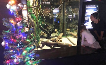 Usan anguila eléctrica para iluminar árbol de Navidad en Tennessee