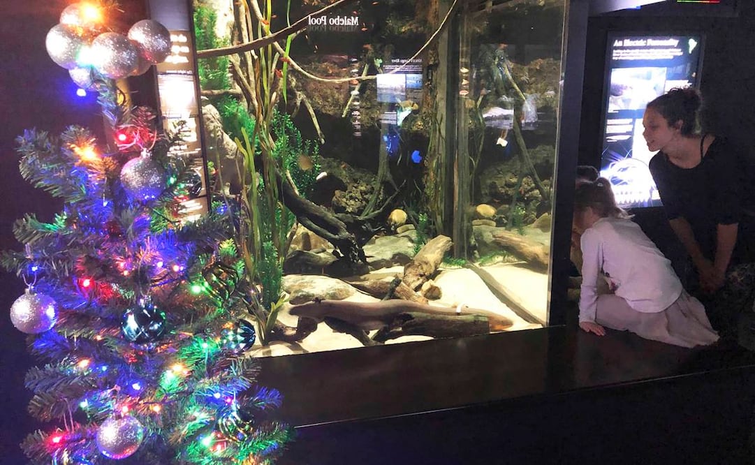 Árbol de Navidad que ilumina una anguila eléctrica (Foto: AP)