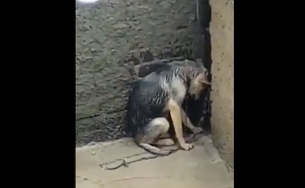Denuncian maltrato contra perrita amarrada en azotea en Tlalnepantla: la tienen bajo el sol, la lluvia y sin comida