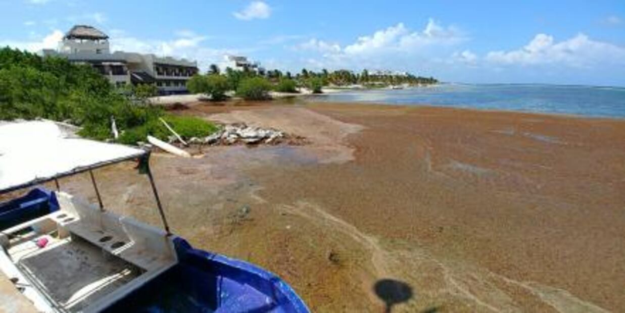 Aqueja sargazo 5 km de costas de Mahahual