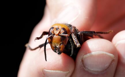 La avispa asiática está lejos de llegar a México, asegura especialista