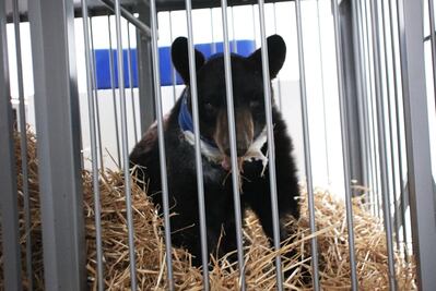 Condenan a dueño del circo donde encontraron a oso “Invictus”