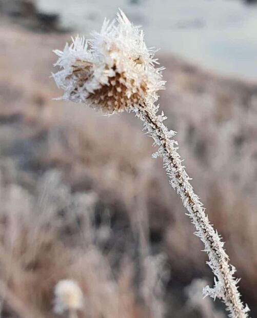 FOTOS: Con temperaturas de hasta menos 6 grados municipios de la sierra alta de Sonora amanecen escarchados