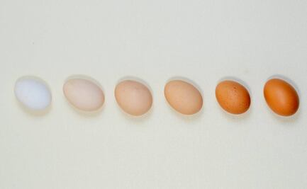 Tipos de huevo y sus diferencias