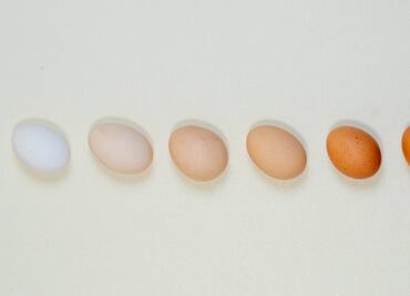 Tipos de huevo y sus diferencias