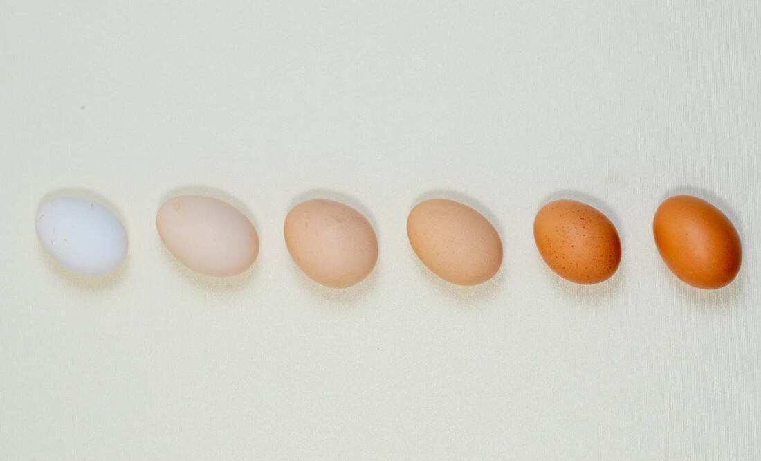Tipos de huevo. Foto: Edgar Silva Fuentes / El Universal