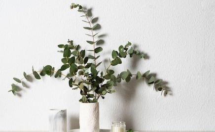 Descubre los increíbles beneficios de las ramas de eucalipto