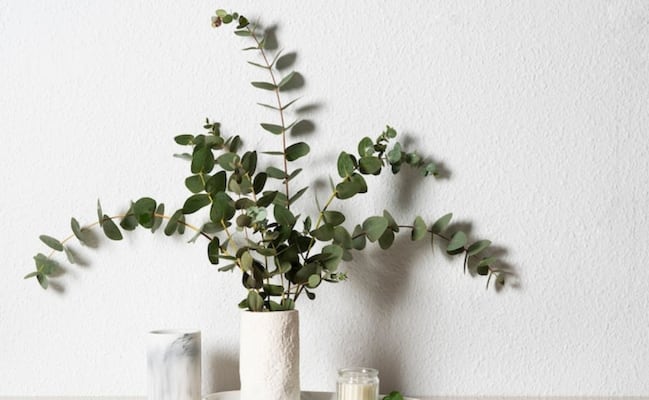 Planta de eucalipto en casa; así puedes cuidarla y aprovechar sus beneficios sin complicaciones