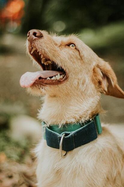 La ciencia ha desmentido uno de los mitos más persistentes sobre los perros. Fuente: Freepik.